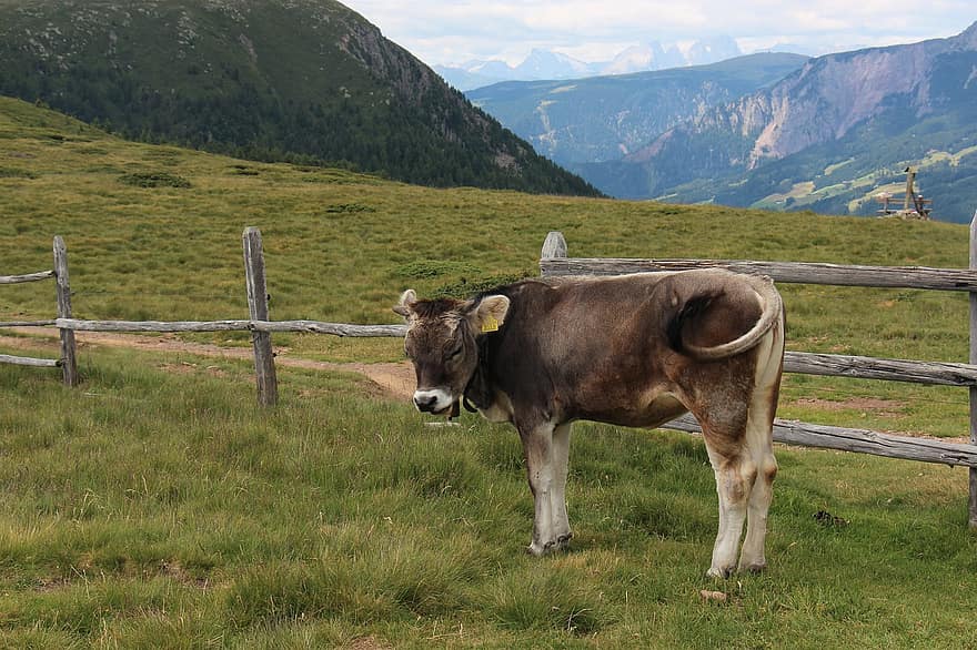 kalv, ko, Alperne, dyr, husdyr, natur, bjerge, udendørs, vandring, rejse, bjerg