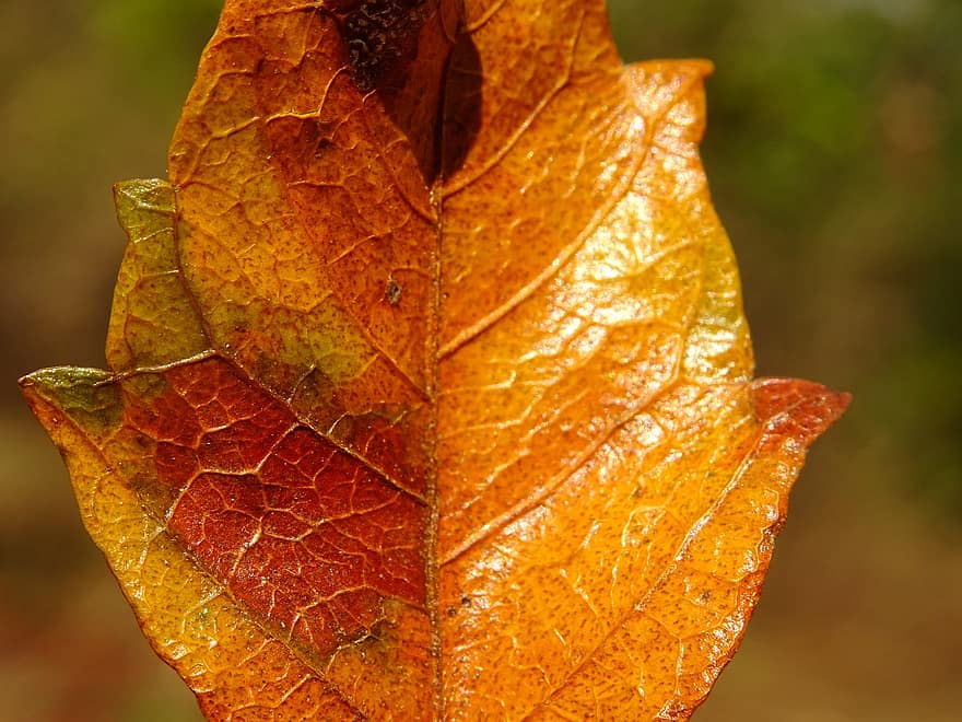秋、葉、秋の葉、紅葉、秋の季節、オレンジの葉、自然、黄、閉じる、シーズン、工場