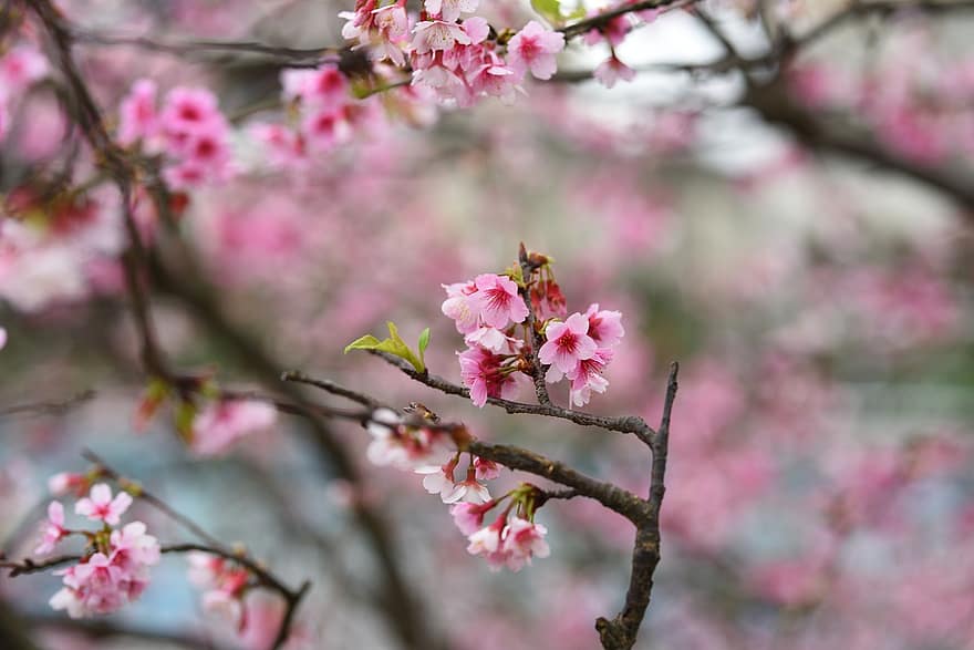 Blumen, Sakura, cerasus campanulata, Blütenblätter, Ast, Knospen, Baum, Flora, Frühling, Blume, pinke Farbe