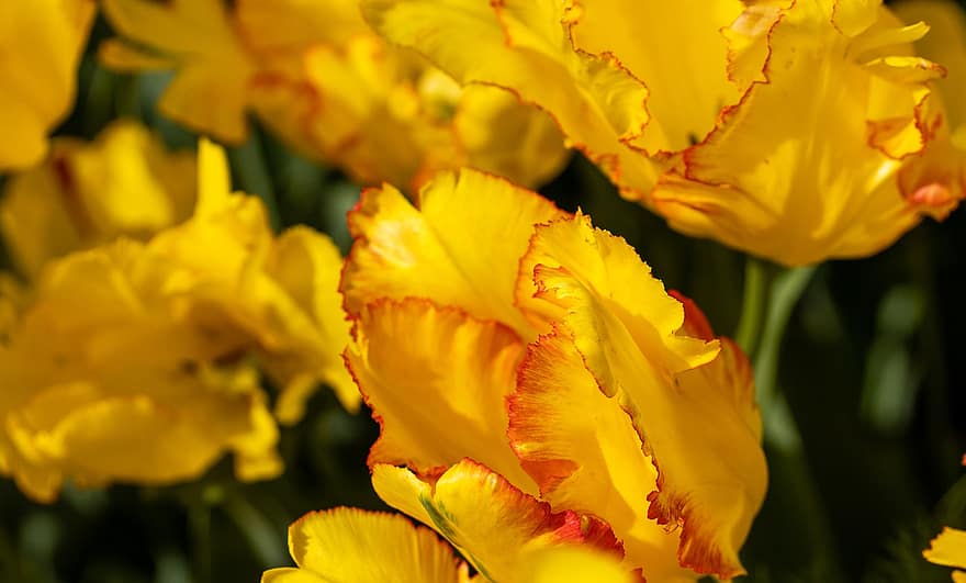 kwiat, żółte tulipany, wiosenne tulipany, czerwony, żółty tulipan, Natura, roślina, żółty, zbliżenie, lato, płatek, liść