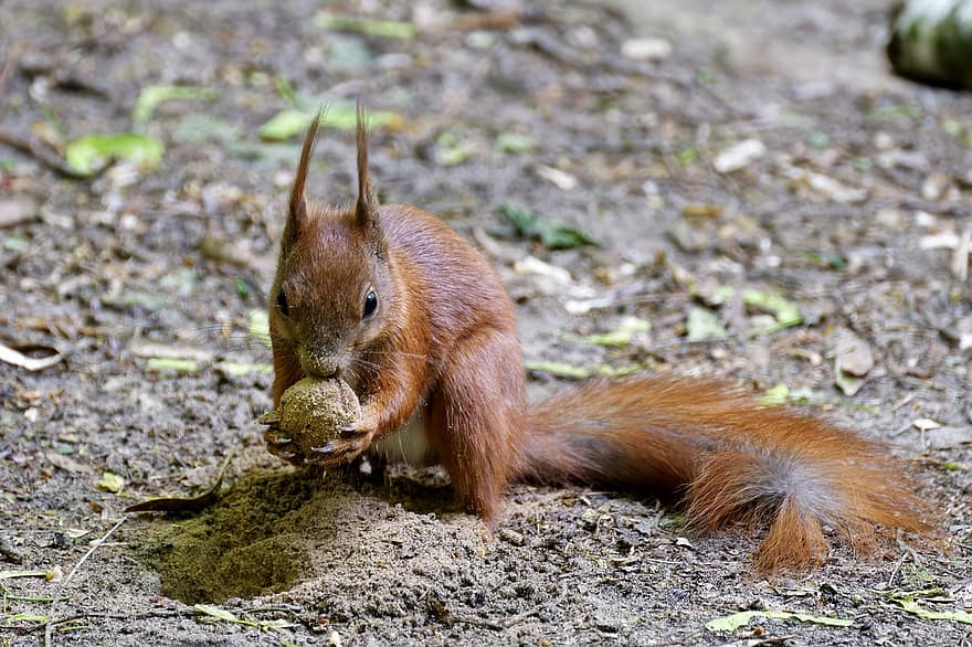Squirrel, Animal, Rodent, Rob, Tail, Eating, Walnut, Fruit, cute, animals in the wild, forest