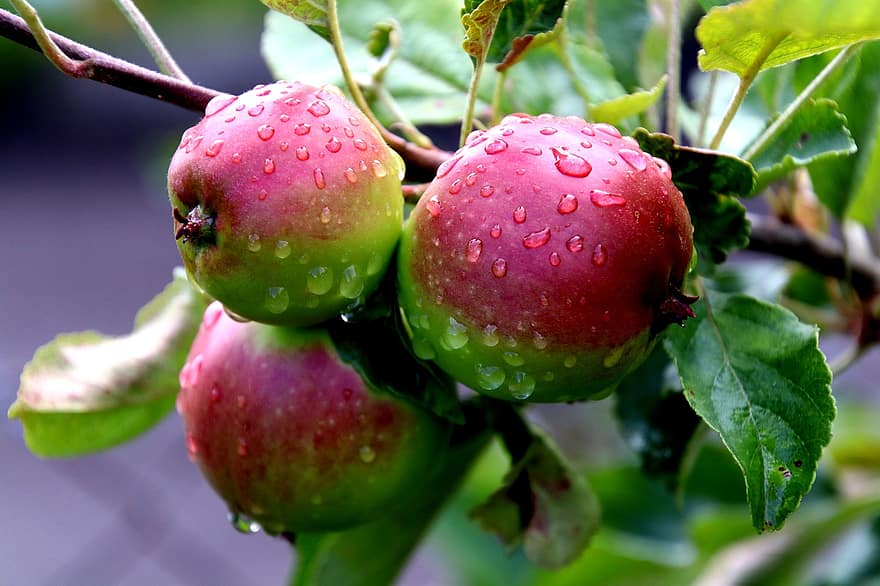 manzana, Fruta, sano, rojo, Fresco, vitaminas, salud, maduro, cosecha, comer, delicioso