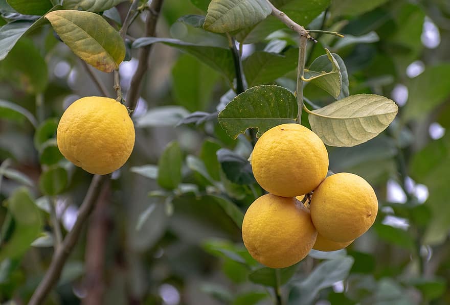 лимони, плодове, цитрусови плодове, лимоново дърво, цитрусов плод, свежест, лимон, листо, жълт, органичен, храна