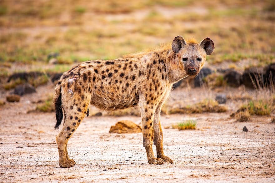 zwierzę, hiena, safari, Afryka, park, zwierzęta na wolności, zwierzęta safari, cętkowany, sawanna, zagrożone gatunki, nieudomowiony kot