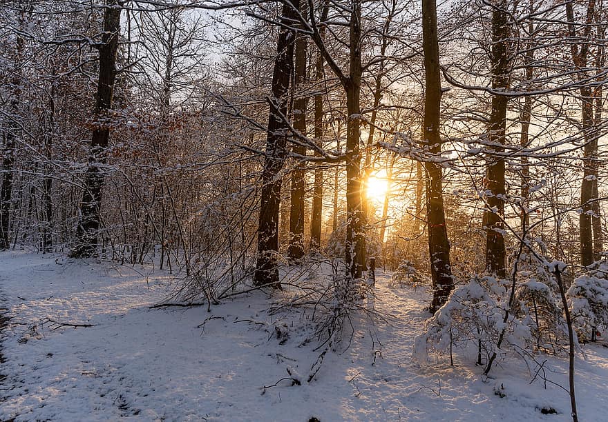 bomen, Bos, reserveren, loofbos, zon, achtergrondverlichting, zonsondergang, sneeuw, winter