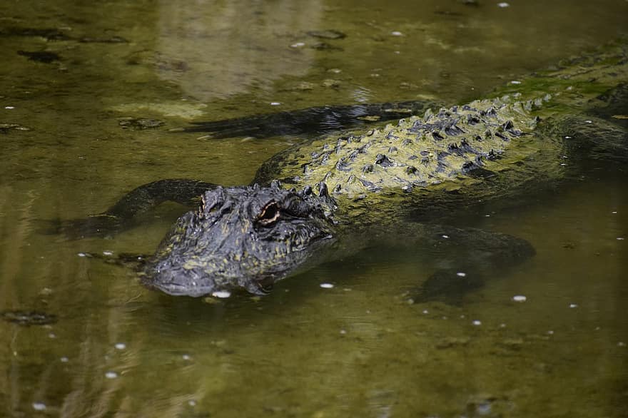 krokodyl, gad, drapieżnik, niebezpieczny, bagno, woda, dziki, polowanie, aligator, dzikiej przyrody