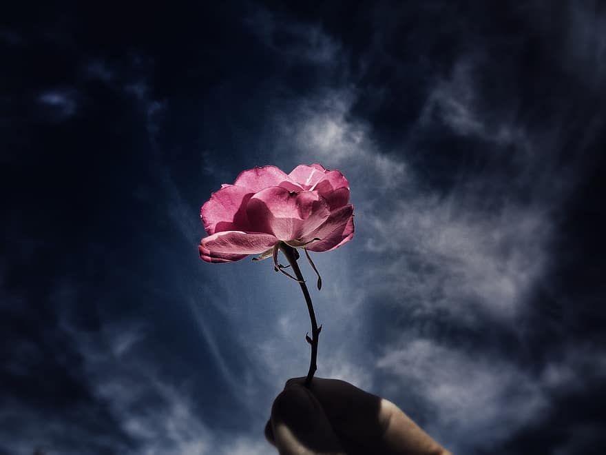 niebo, rosa, różowa ręka, kwiat