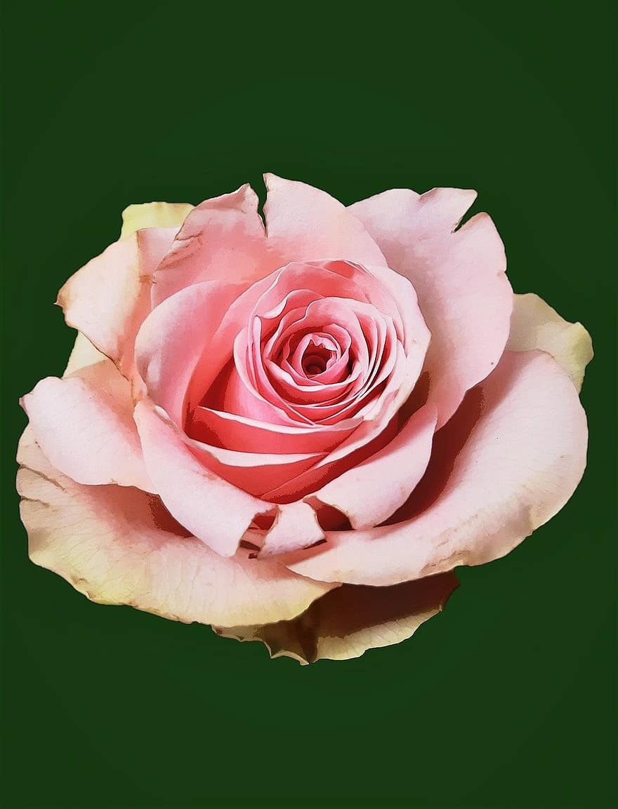 троянда, квітка, цвітіння, рожевий, пелюстки, флора, природи, ізольовані, пелюстка, впритул, романтика
