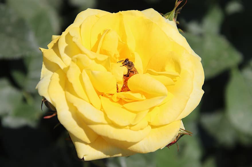 τριαντάφυλλο, μέλισσα, γονιμοποιώ άνθος, γονιμοποίηση, έντομο, φυτό, λουλούδι, πέταλα, κίτρινο αυξήθηκε, κίτρινο άνθος, κίτρινα πέταλα