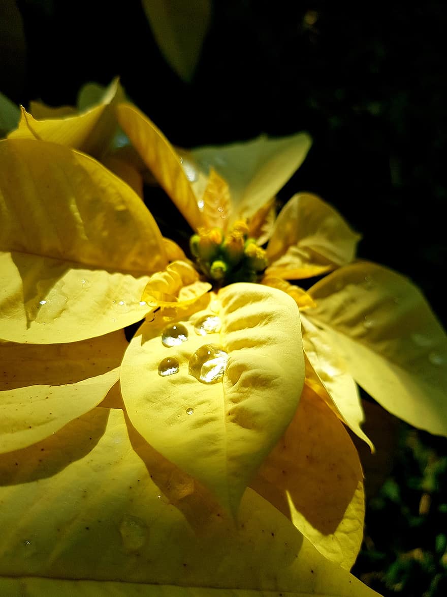 Atatürk çiçeği, Sarı, çiy, yağmur damlaları, çiy damlası, su damlaları, sarı yapraklar, Çiçek açmak, çiçek, bitki örtüsü, doğa