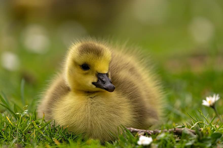 fågel, gosling, gås, bebis, Kanada Gås, hatchling, ung, söt, äng, gräs, natur