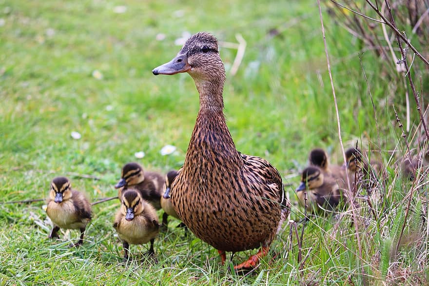 Duck, Ducklings, Mallard, Family, Young Animals, Water Birds, Plumage, Nature, Small, Fluffy, Animal World
