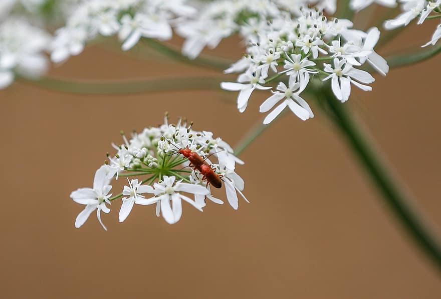 kumbang prajurit merah, serangga, bunga-bunga, perkawinan, kumbang, kumbang tentara, bunga putih, berkembang, menanam, alam
