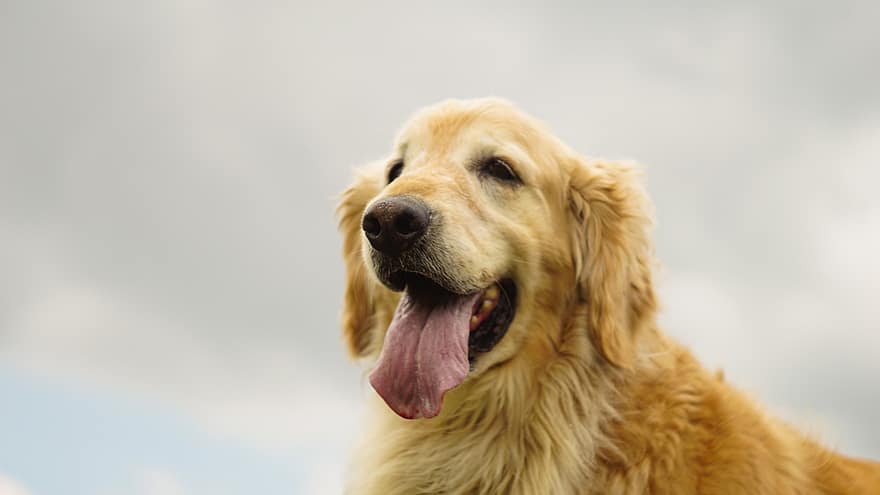 golden retriever, perro, mascota, lengua, animal, Perro domestico, canino, mamífero, linda, adorable