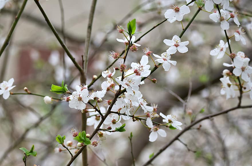 Sakura, Blumen, Kirschblüten, weiße Blütenblätter, Blütenblätter, blühen, Flora, Frühlingsblumen, Natur, Frühling, Ast