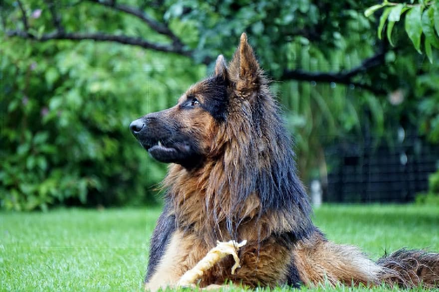 старый немецкий, собака Шефер, собака, животное, домашнее животное, голова, внимание, луг, природа