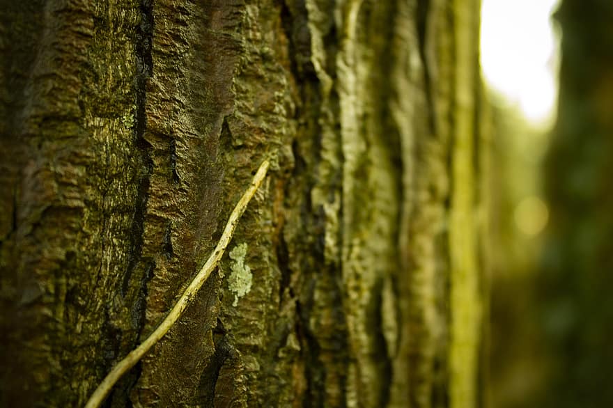 Tree, Trunk, Bark, Wood, Maple, Forest, Nature, Texture