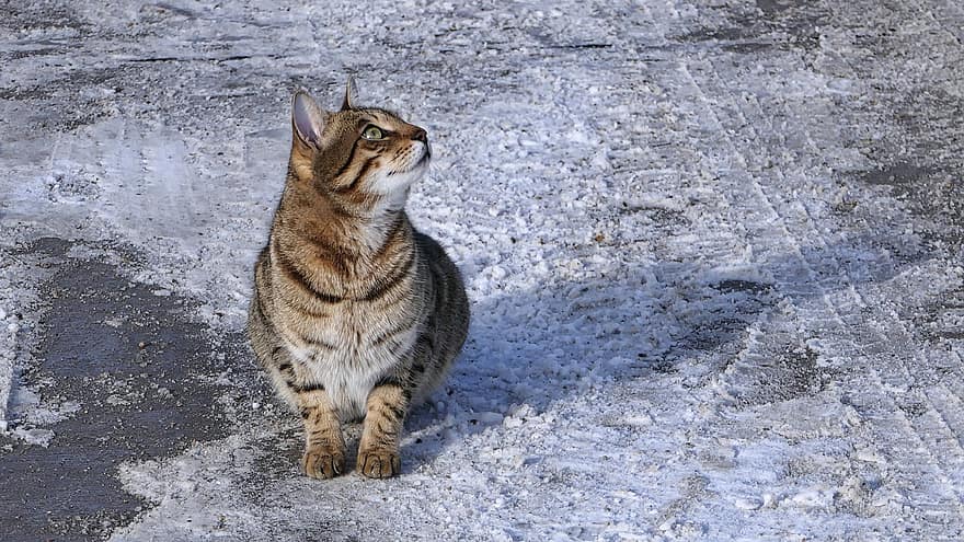 kot, śnieg, patrząc w górę, pasiasty kot, koteczek, zwierzę domowe, koci, portret, portret kota, ssak, zwierzę