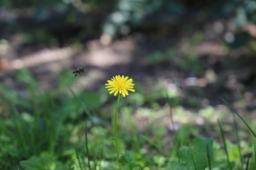 Blume, Biene, Bestäubung, blühen, Insekt, Sommer-, grüne Farbe, Pflanze, Nahansicht, Frühling, Gelb