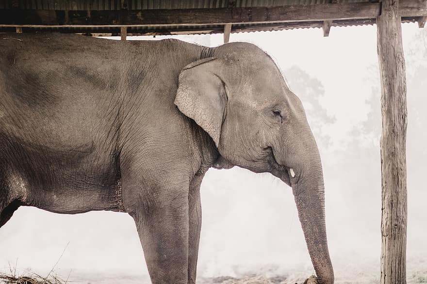 elefante, animale, natura, pachiderma, mammifero, parco, safari, Chitwan, Nepal, animali allo stato selvatico, tronco animale