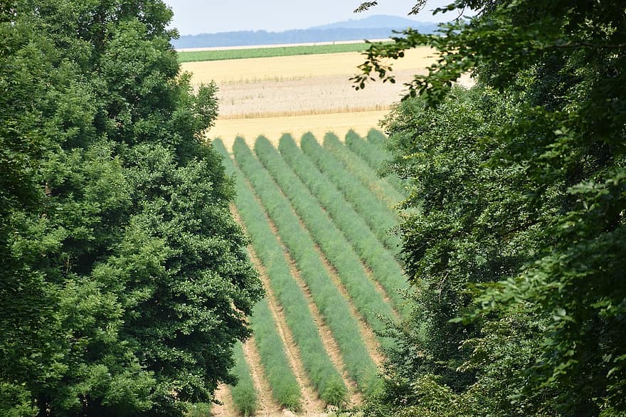 agricultura, Granja d'espàrrecs, Alemanya, paisatge, terres de cultiu