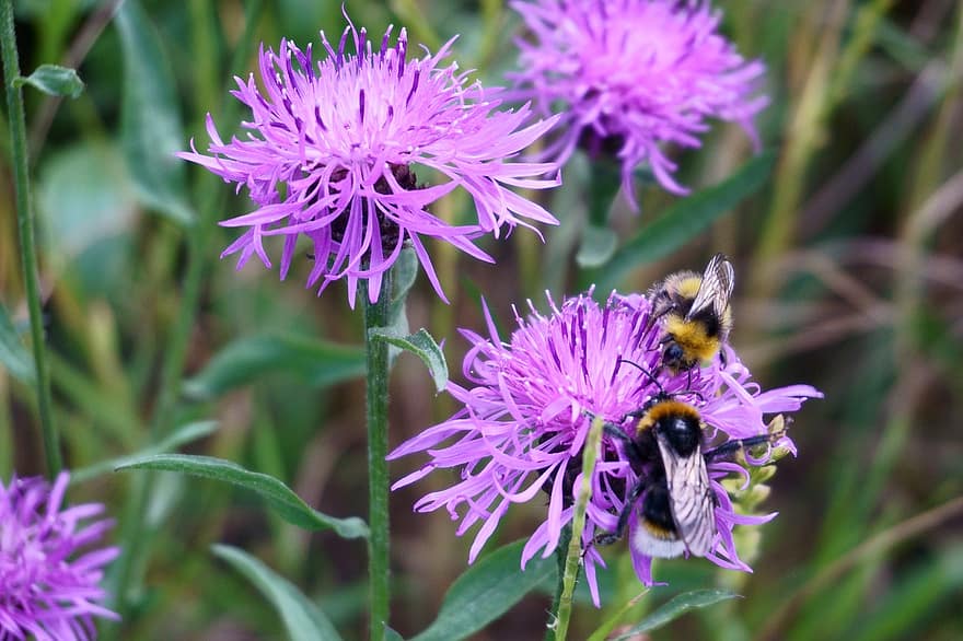 蜂、受粉、ヤグルマギク、虫、フラワーズ、紫色の花、咲く、花、フローラ、自然、牧草地
