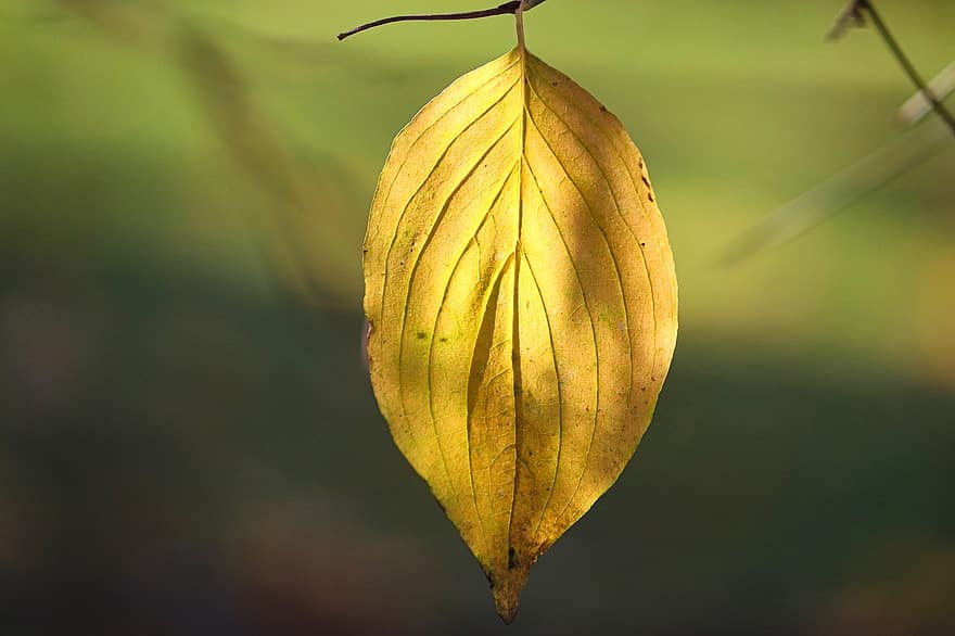 лист, природа, падать, время года, желтый, Отдельный лист, структура листьев, включить свет, утрачен, подвешивание, свет