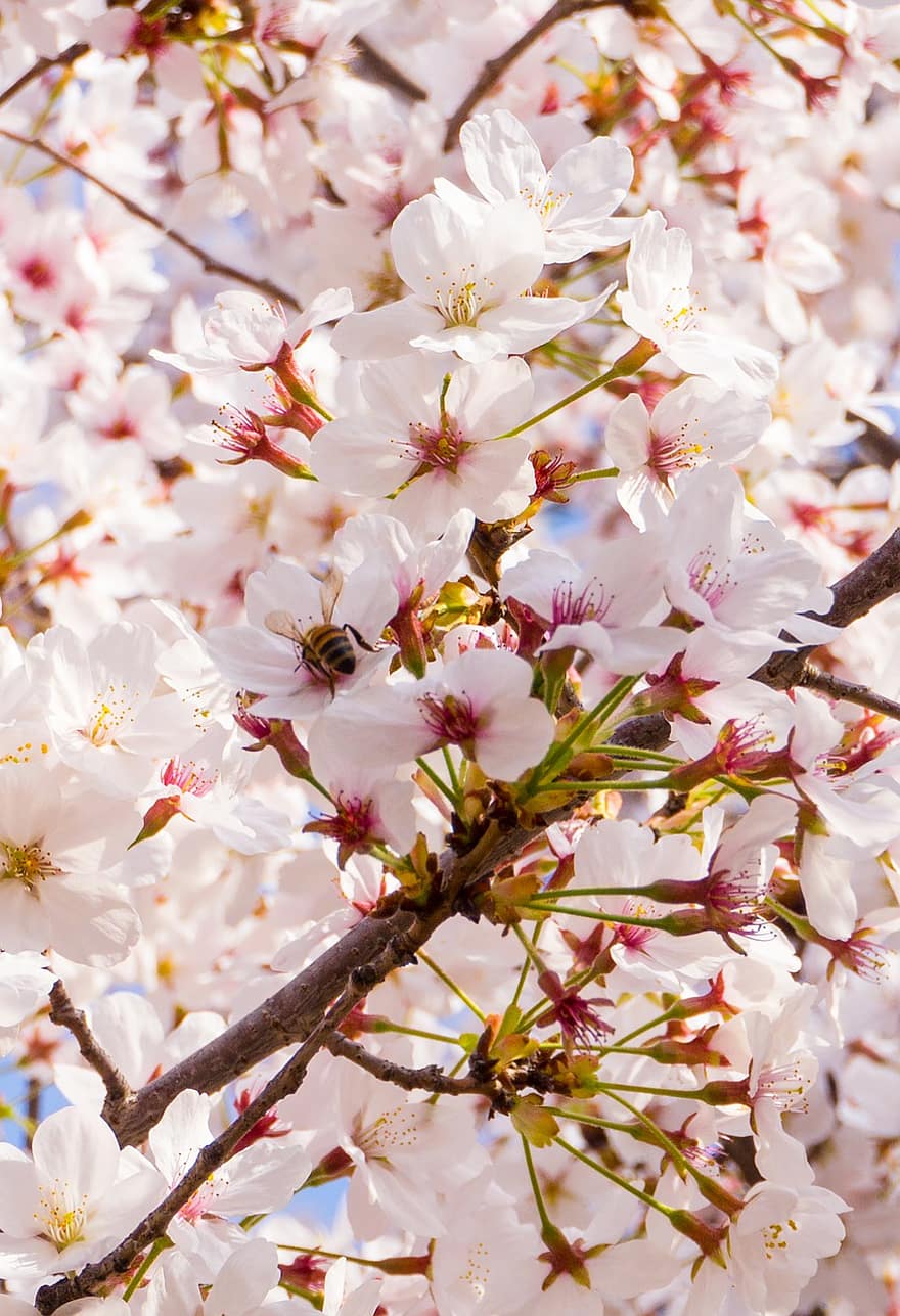 フラワーズ、桜の花、木、ブランチ、花弁、春、工場