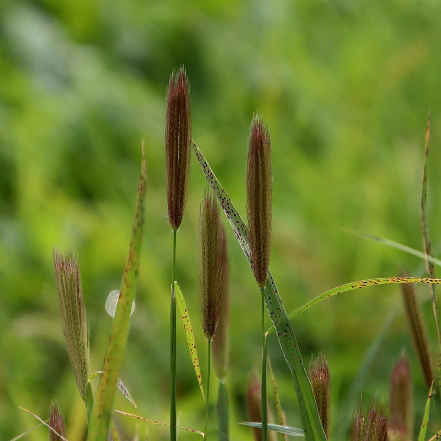 Swamp Foxtail Grass, Plant, Growth, Botany, Field, Pennisetum Alopecuroides, Grass, Nature, close-up, green color, summer