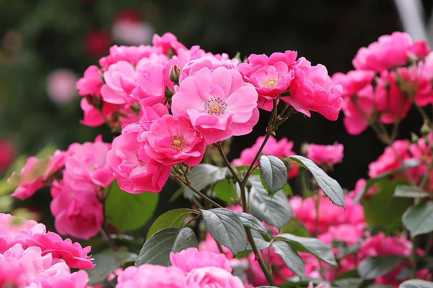 fiori rosa, Rose, rose rosa, fiori, natura, primavera, fiori di primavera, giardino, pianta, fiore, foglia