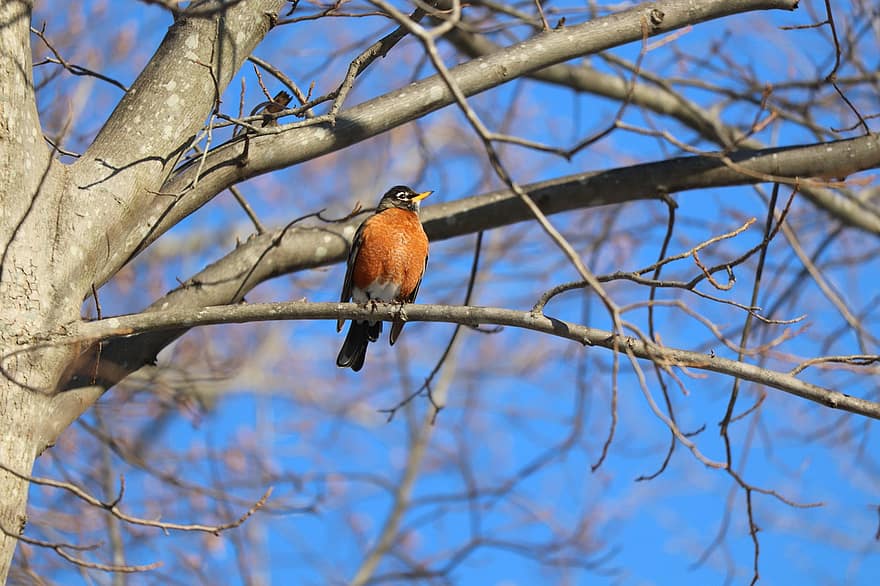American Robin, Bird, Animal, Robin, Wildlife, Plumage, Tree, Branch, Perched, Nature, animals in the wild
