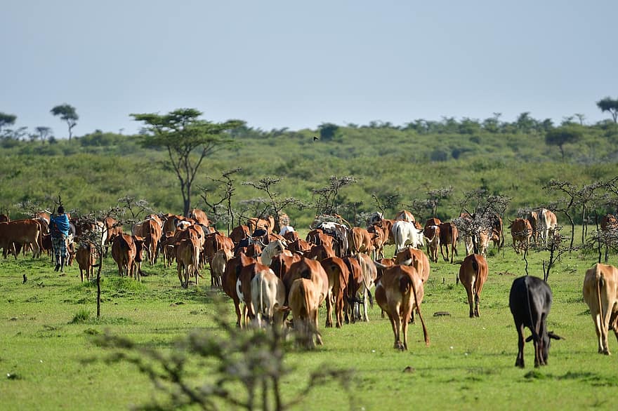 Massai, Masai Mara, Tier, Afrika, Tierwelt, Säugetier, das Vieh, Bauernhof, Gras, ländliche Szene, Kuh