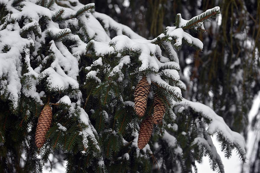 copac, molid, conuri, conuri de pin, iarnă, zăpadă, Brad, conifer, brad, plantă, ace