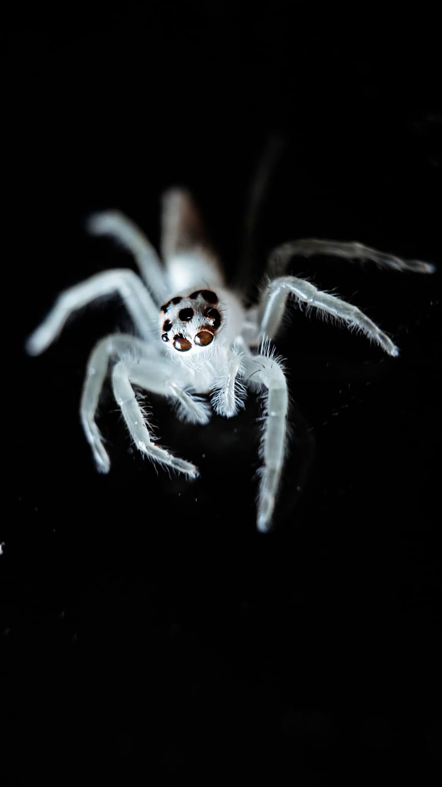 прыгающий паук, паук, насекомое, членистоногие, тарантул, макрос