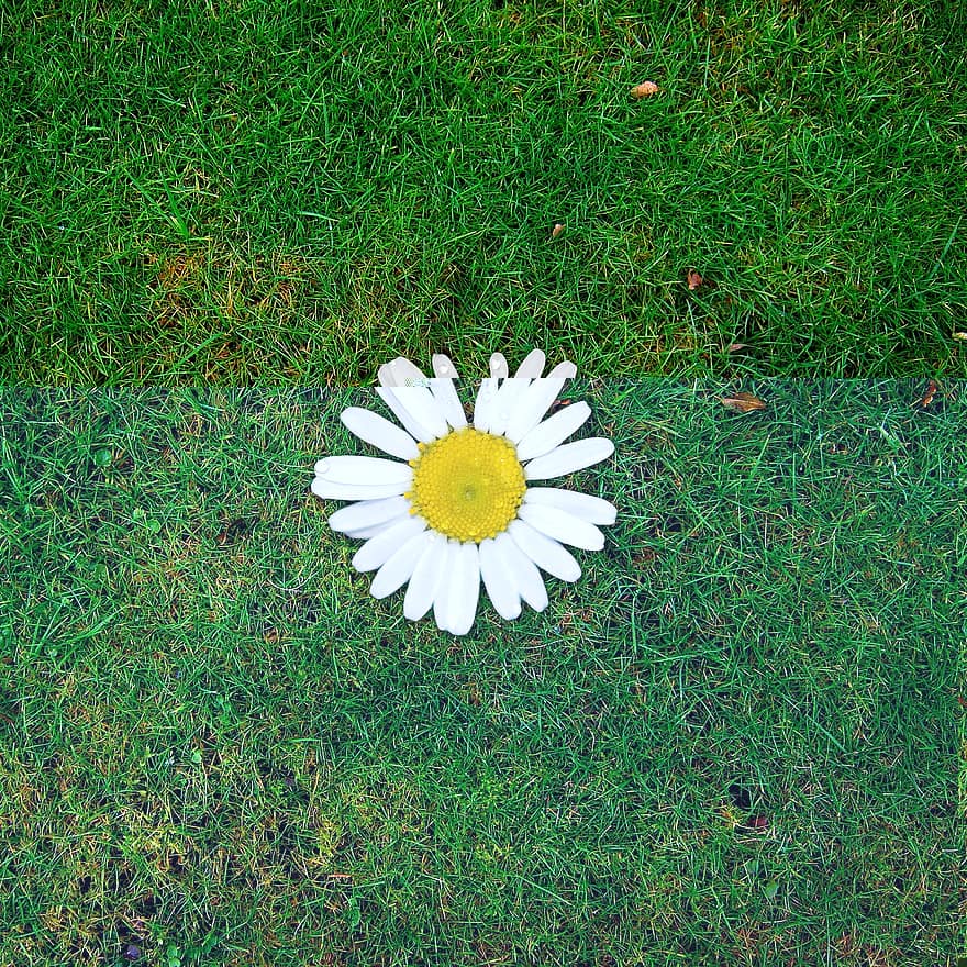 Hintergrund, Gänseblümchen, Margarite, Gras, eilen, Muster, Struktur, Wiese, Grün, Boden