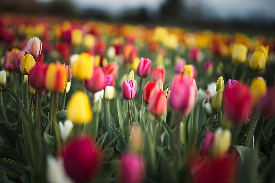 Blumen, Tulpen, Frühling, Feld, Natur, saisonal, blühen, Wachstum, Blütenblätter, Tulpe, Blume