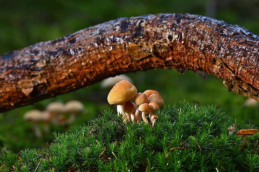 Mushrooms, Moss, Forest, Small Mushrooms, Mini Mushrooms, Forest Mushrooms, Toadstools, Fungi, Forest Floor, Trunk, Tree