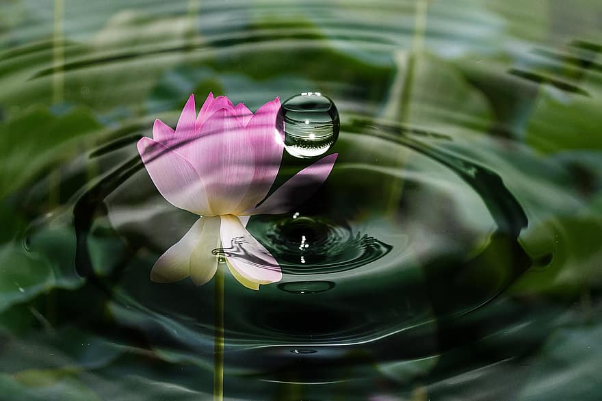 капка вода, вълна, цвят, разцвет, цвете Лотус, водна лилия