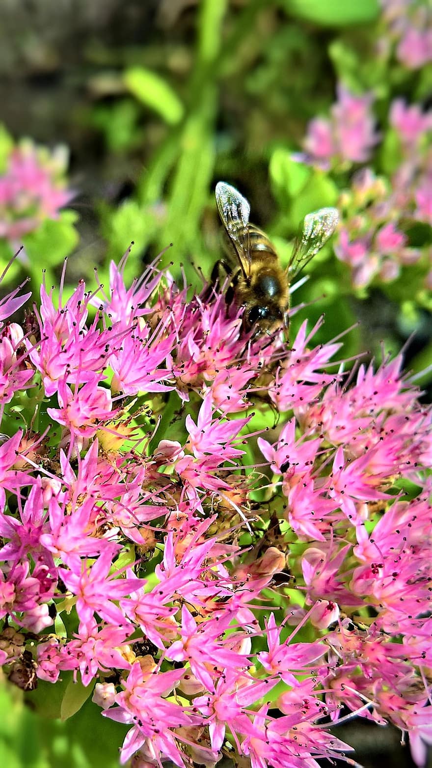 Flowers, Bee, Insect, Pollinate, Pollination, Pink Flowers, Wildflowers, Bloom, Blossom, Flora, Floriculture
