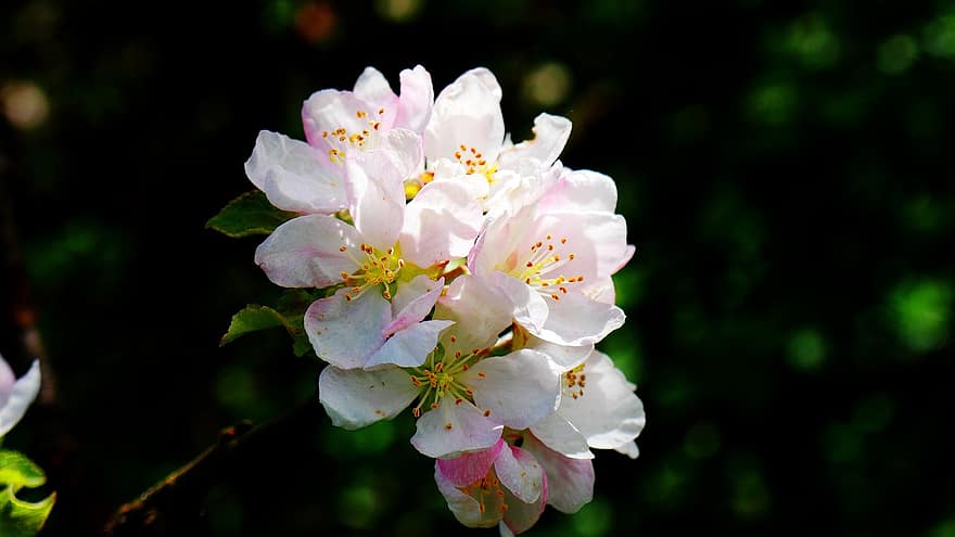 bloemen, appel bloesem, witte bloemblaadjes, bloemblaadjes, bloeien, bloesem, flora, lente bloemen, natuur