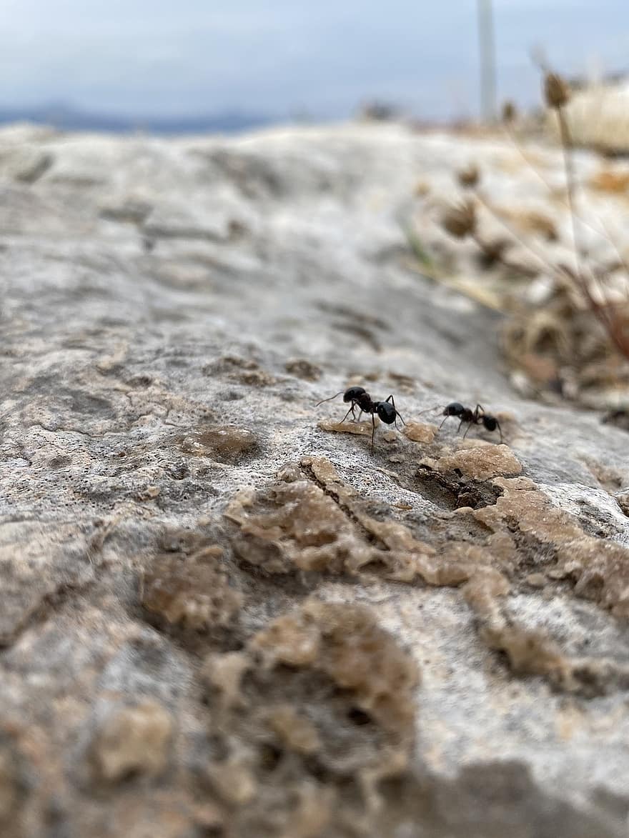 комаха, мурахи, скелі, ентомологія