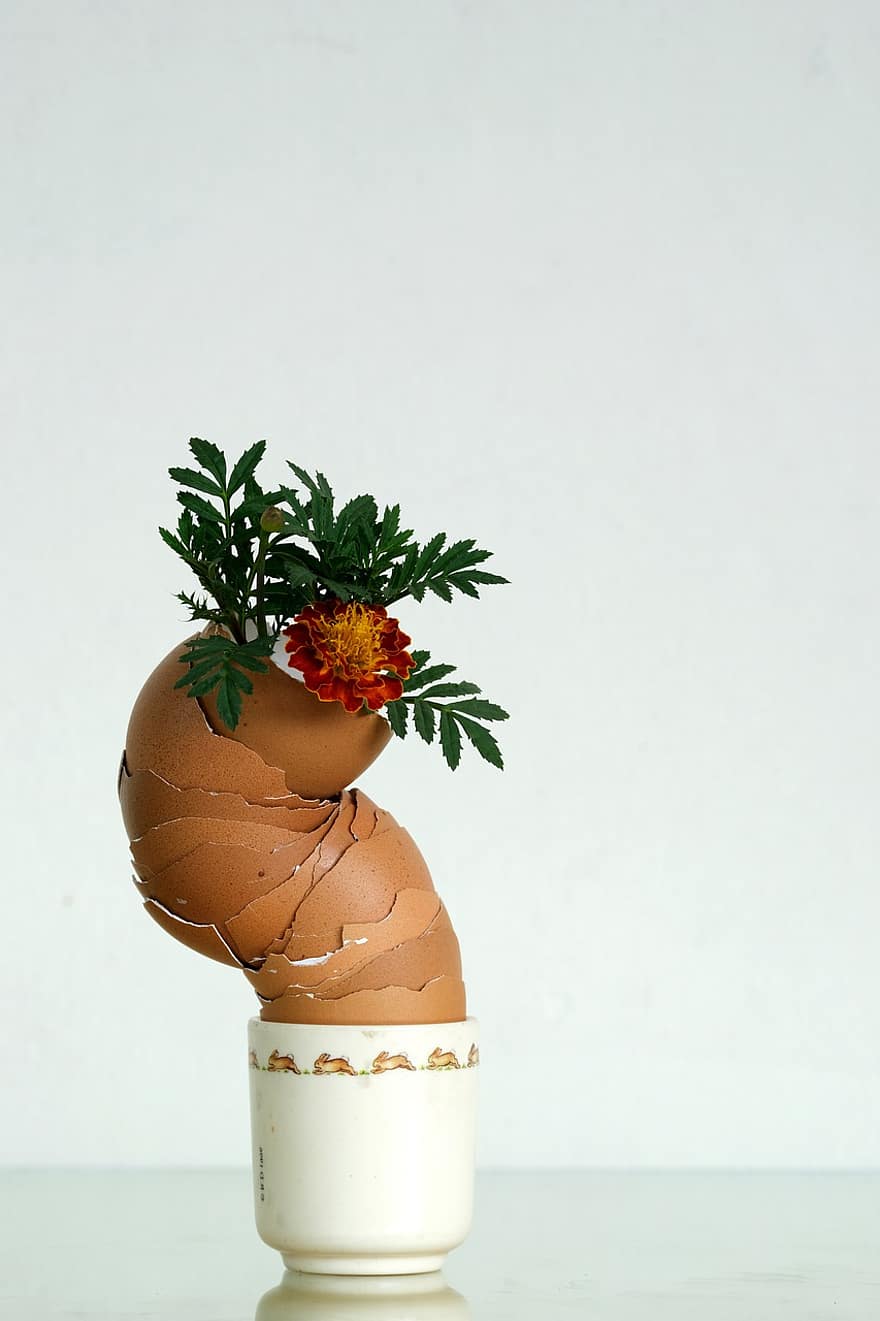 egg, blomst, mønster, anlegg, vase, blad, blomsterpotte, nærbilde, mat, dekorasjon, bakgrunn