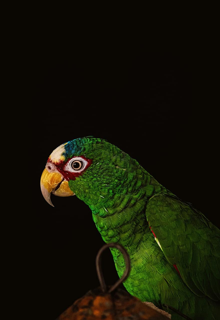 pájaro, periquito, loro, pajaro verde, plumas verdes, plumaje verde, pico, perfil de pájaro, retrato de pájaro, Cra, aviar