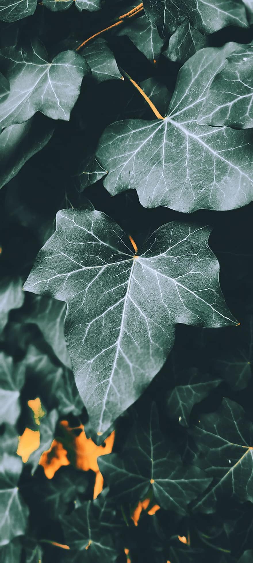 foliages, leaves, nature, leaf, backgrounds, autumn, plant, close-up, season, pattern, abstract