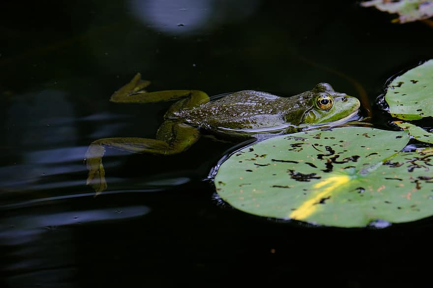 katak, kolam, katak pohon, margasatwa, amfibi, air, merapatkan, warna hijau, binatang di alam liar, mata binatang, daun