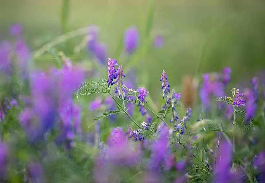 blomma, violett, fält