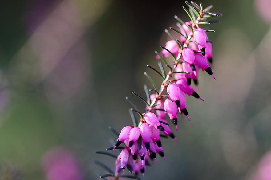 Erika, Pagan, Heather, Blooming Branch, Plant, Inflorescence, Pink Flowers, Blossom, Bloom, Nature, close-up