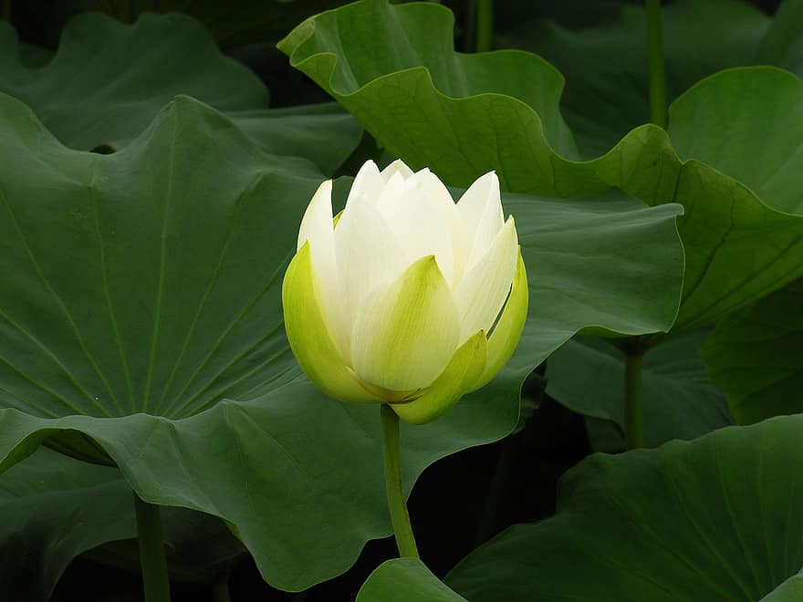 lotus, vit Lotus, blomma, vit blomma, knopp, blommande växt, vattenväxter, växt, flora, löv, natur