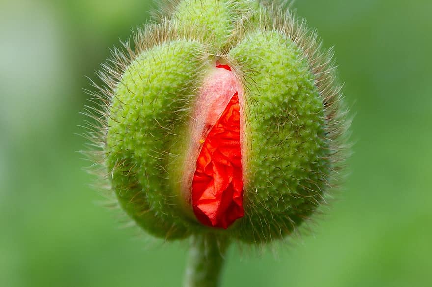 Flor de Amapola, semilla de amapola, flor