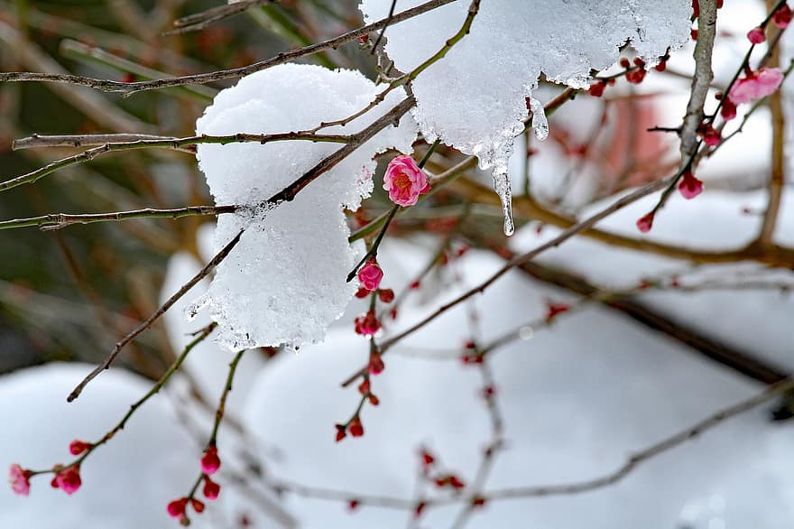 кайсиеви цветове, сливови цветове, сняг, розови цветя, кайсия, цветя, зима, пружина, Япония, градина